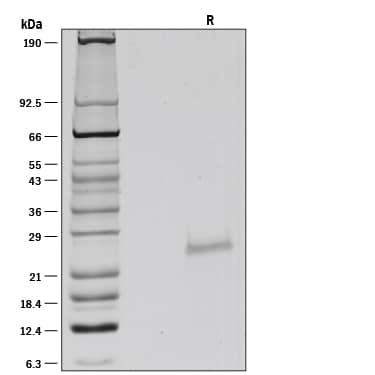 Recombinant Human LIGHT/TNFSF14 Protein SDS-PAGE