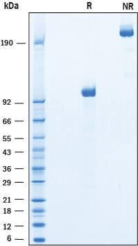 Recombinant Mouse LRP-6 C-Terminal Fragment Fc Protein SDS-PAGE