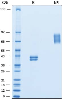 Recombinant Human Ly6E Fc Chimera Protein SDS-PAGE