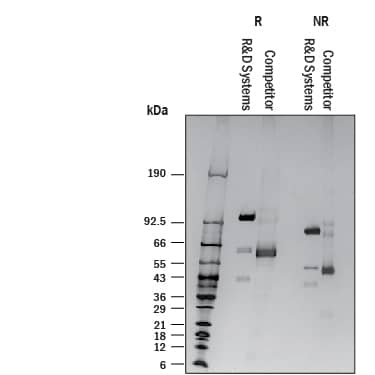 Recombinant Mouse Lysyl Oxidase Homolog 2 Protein SDS-PAGE