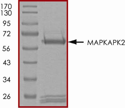 Recombinant Human Active MAPKAPK2 (46-end) Protein SDS-PAGE