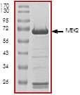 Recombinant Human Active MEK2 Protein SDS-PAGE