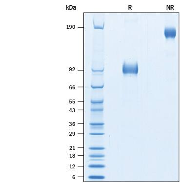 Recombinant Human MICA Fc Chimera Avi-tag Protein SDS-PAGE