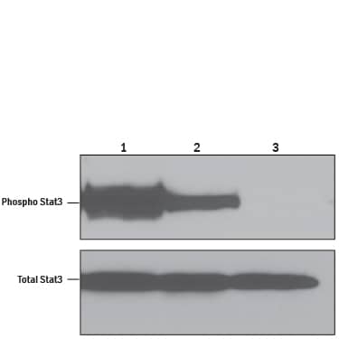 Recombinant Human Meteorin-like/METRNL Protein Bioactivity