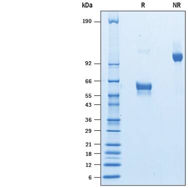 Recombinant Human NKp65/KLRF2 Fc Chimera Protein SDS-PAGE