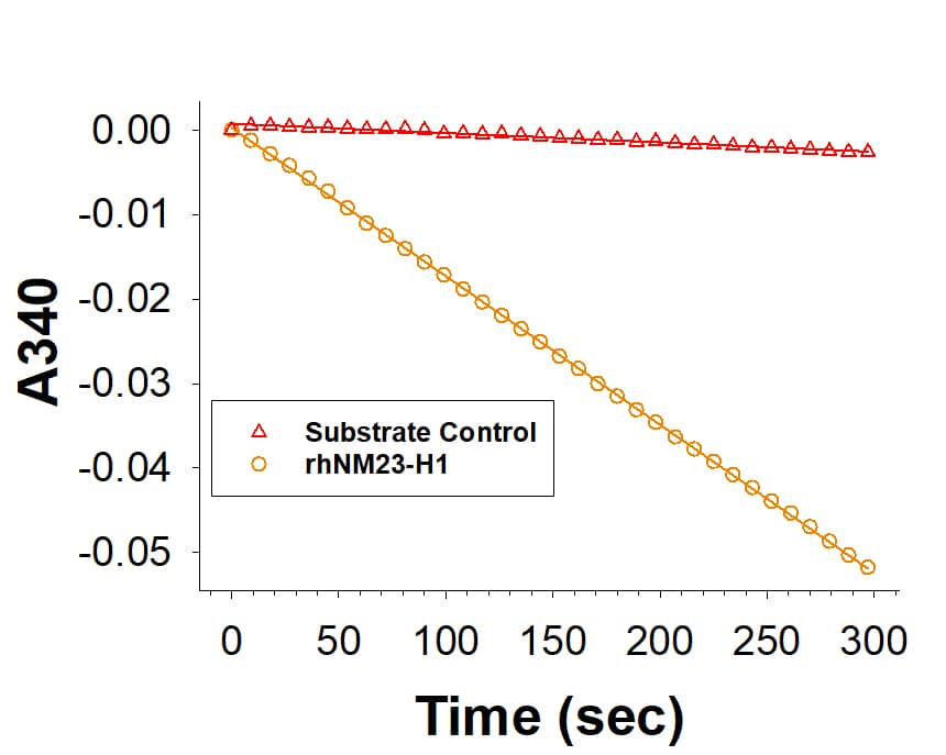 Recombinant Human NM23-H1 His-tag Protein Enzyme Activity