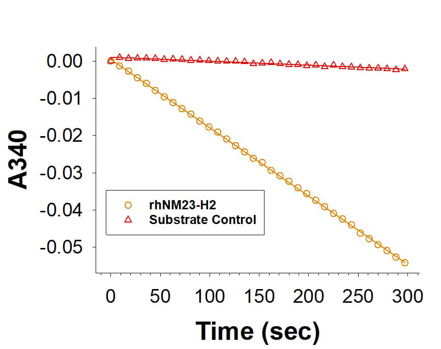 Recombinant Human NM23-H2 His-tag Protein Enzyme Activity