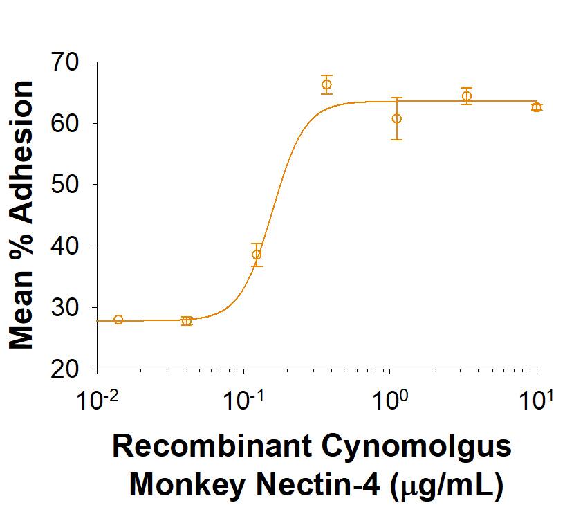 Recombinant Cynomolgus/Rhesus Macaque Nectin-4 Protein Bioactivity