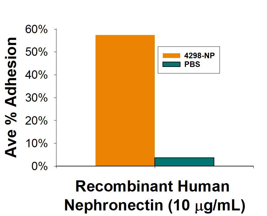 Recombinant Mouse Nephronectin Protein Bioactivity