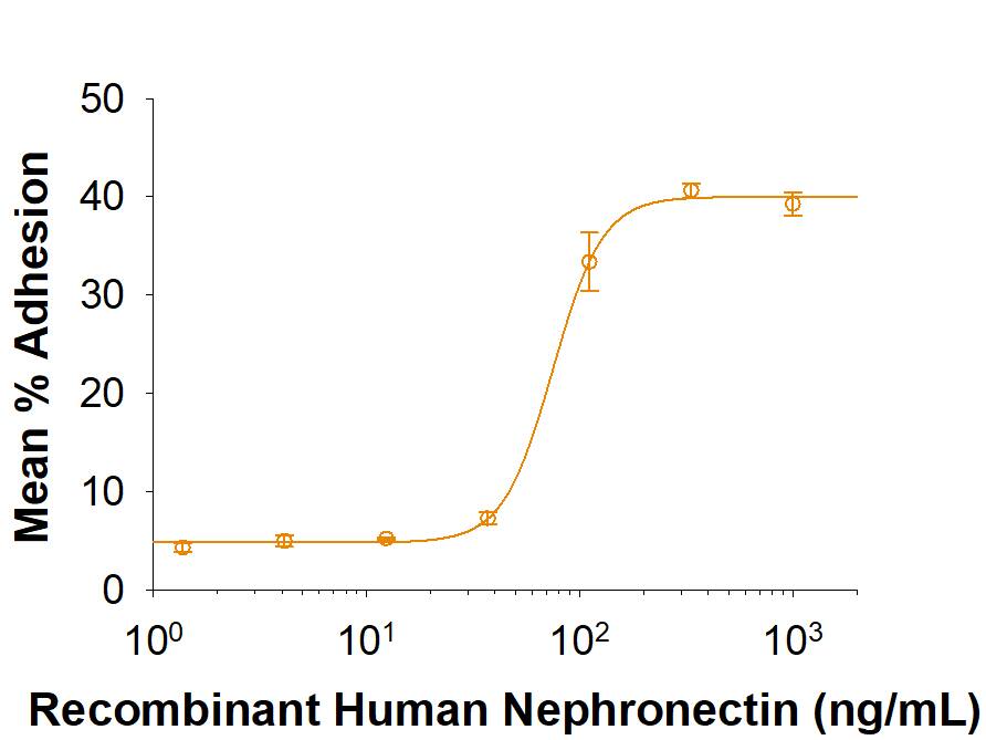 Recombinant Human Nephronectin Protein Bioactivity