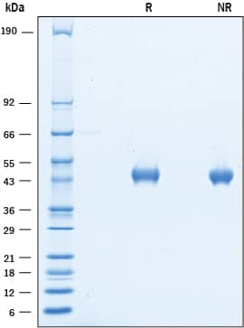 Recombinant Mouse Neuregulin-1/NRG1 Protein SDS-PAGE