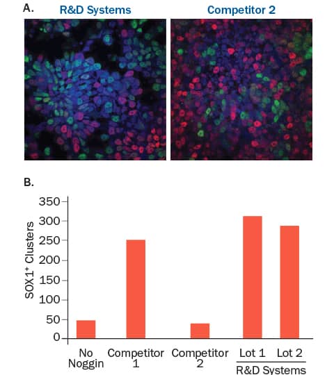 Superior and Consistent Pluripotent Stem Cell Differentiation with R&D Systems Recombinant Human Noggin.