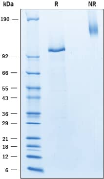 Recombinant Human Notch-4 Fc Chimera Protein SDS-PAGE