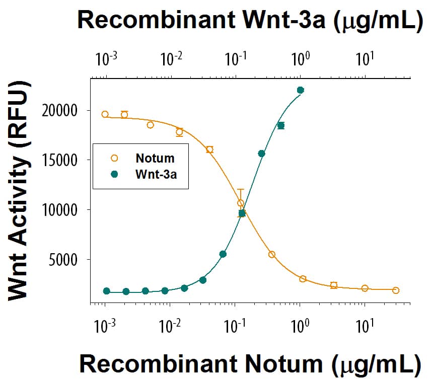 Recombinant Human Notum Protein Bioactivity