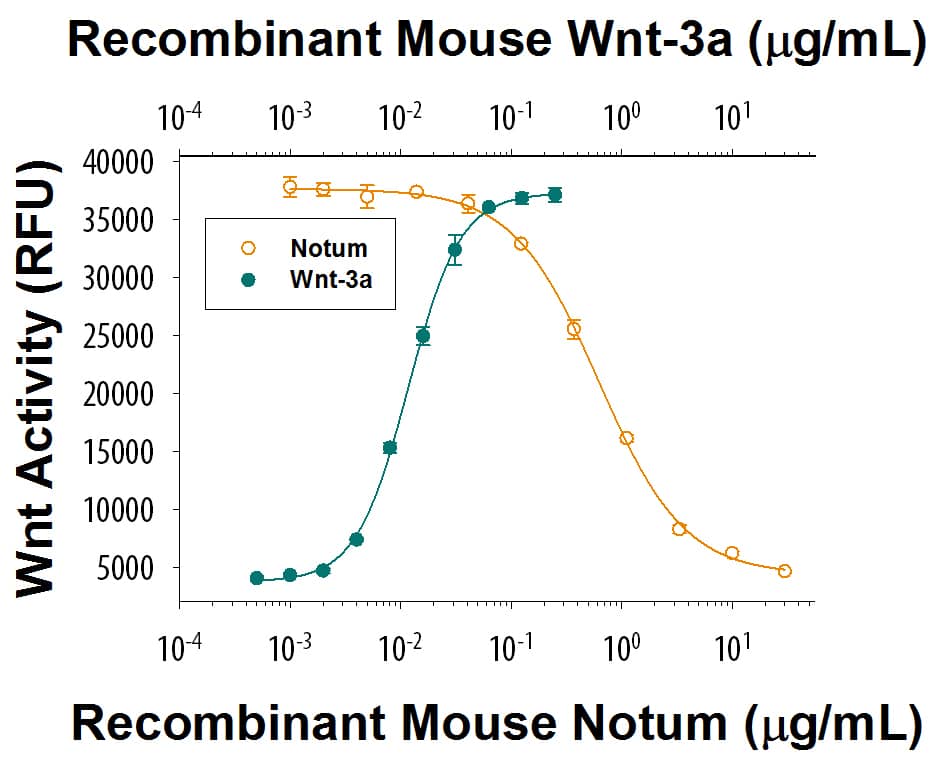 Recombinant Mouse Notum Protein Bioactivity