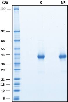 Recombinant Human OX40/TNFRSF4 His-tag Protein SDS-PAGE