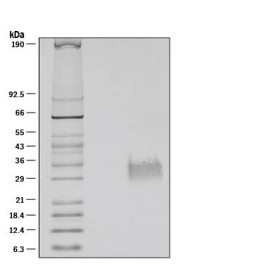 Recombinant Human OX40 Ligand/TNFSF4 Protein SDS-PAGE