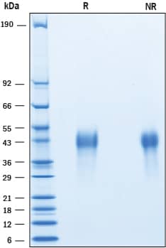 Recombinant Human PD-1 His-tag Avi-tag Protein SDS-PAGE