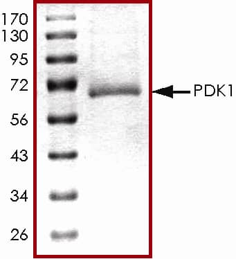 Recombinant Human Active PDK-1 Protein SDS-PAGE