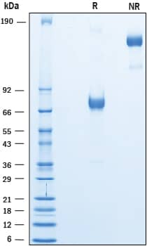 Recombinant Human PD-L1/B7-H1 Fc Chimera Avi-tag Protein SDS-PAGE