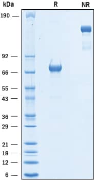 Recombinant Human PD-L1/B7-H1 Fc Chimera Biotin Protein SDS-PAGE