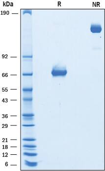 Recombinant Mouse PD-L2/B7-DC (K113S) Fc Chimera Protein SDS-PAGE