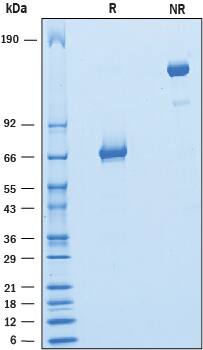 Recombinant Rat PD-L2/B7-DC Fc Chimera Protein SDS-PAGE
