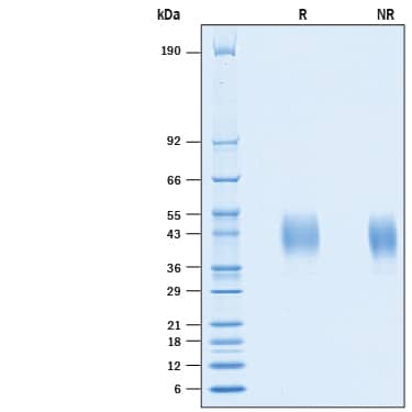 Recombinant Human PD-L2/B7-DC His-tag Avi-tag Protein SDS-PAGE