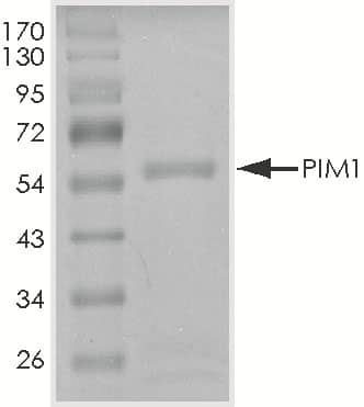 Recombinant Human Active PIM1 Protein SDS-PAGE