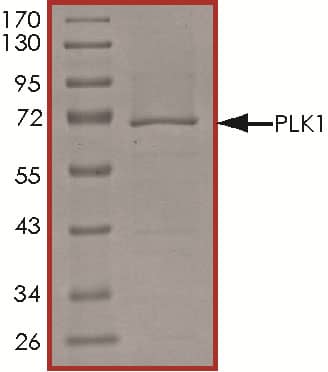 Recombinant Human Active PLK1 Protein SDS-PAGE