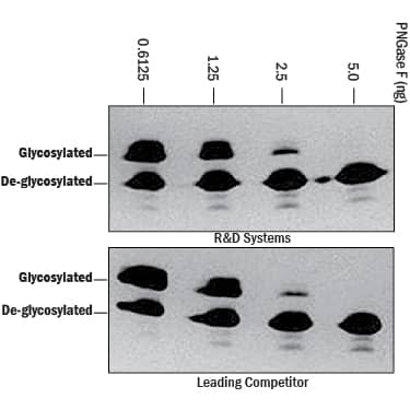 Recombinant F. meningosepticum PNGase F Protein Enzyme Activity