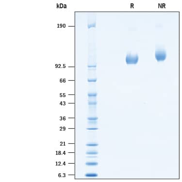 Recombinant Cynomolgus PSMA/FOLH1/NAALADase I Protein SDS-PAGE