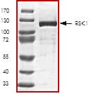 Recombinant Human Active RSK1 Protein SDS-PAGE