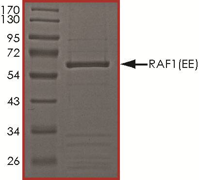 Recombinant Human Active Raf-1 (Y340E Y341E, 306-end) SDS-PAGE