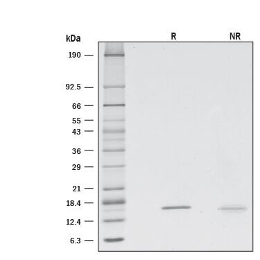 Reg3A Induced Cell Proliferation.