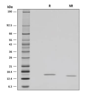 Recombinant Rat Reg3B Protein SDS-PAGE