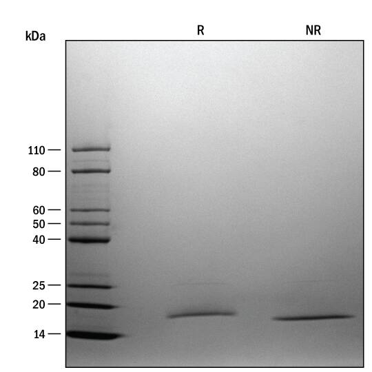ProDots Recombinant Human SCF/c-kit Ligand Protein SDS-PAGE