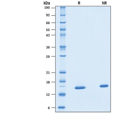 Recombinant Human SF20/MYDGF Protein SDS-PAGE