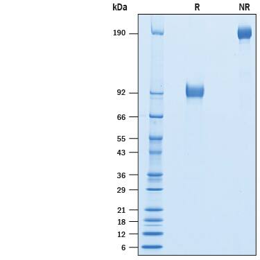 Recombinant Cynomolgus SIRP beta 1/CD172b Fc Protein SDS-PAGE
