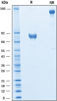 Recombinant Human SIRP beta 2 Fc Chimera Protein SDS-PAGE