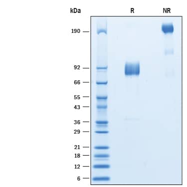 Recombinant Cynomolgus SIRP gamma/CD172g Fc Protein SDS-PAGE