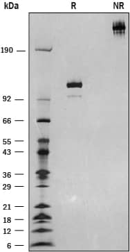 Recombinant Human Semaphorin 3F Fc Chimera Protein SDS-PAGE