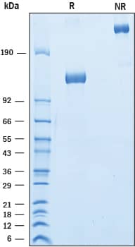 Recombinant Cynomolgus Siglec-2/CD22 Fc Chimera Protein SDS-PAGE