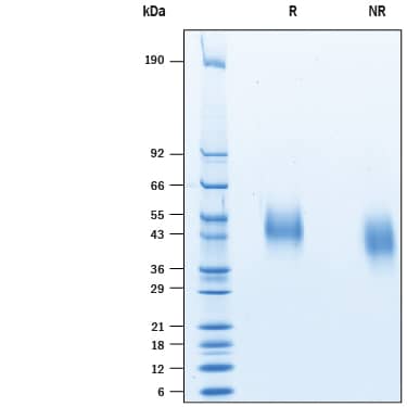 Recombinant Human Siglec-3/CD33 His-tag Protein SDS-PAGE
