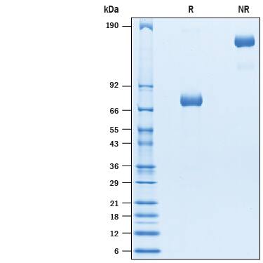 Recombinant Human Siglec-3/CD33 Fc Avi-Tag Protein SDS-PAGE