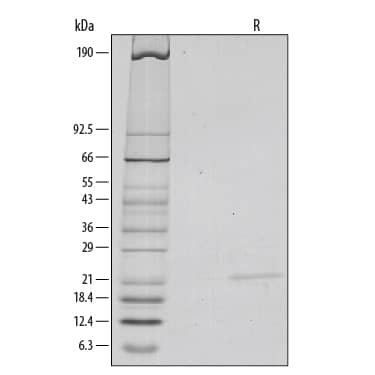 Recombinant Mouse Sonic Hedgehog/Shh (C25II) N-Terminus SDS-PAGE