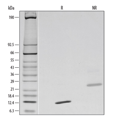Recombinant Human TGF-beta 2 Protein SDS-PAGE