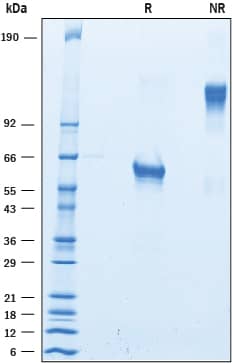Recombinant Cynomolgus TNF RI/TNFRSF1A Fc Protein SDS-PAGE