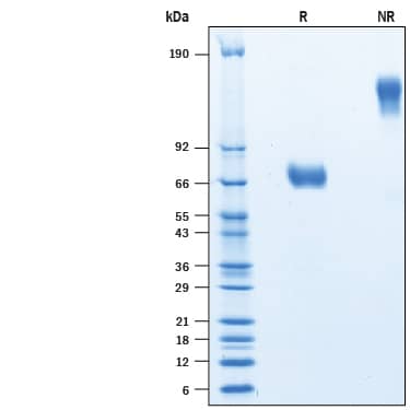 Recombinant Human TSLPR Fc Chimera Avi-tag Protein SDS-PAGE