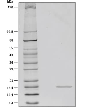 Recombinant Human TWEAK/TNFSF12 Protein SDS-PAGE